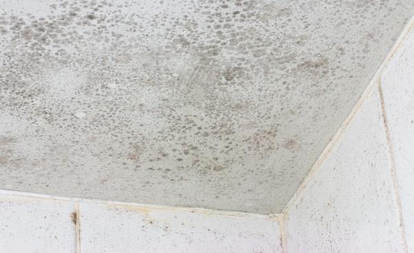 Mold Remediation by Flood Pros USA